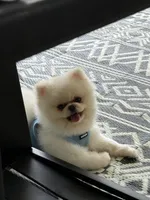 Bruno, a male Pomeranian for sale in Houston, TX – Photo 2 of 5