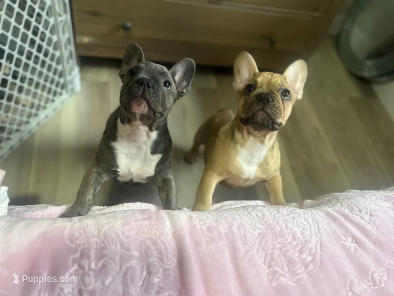 Grey  – French Bulldog puppy for sale in Brentwood, CA