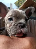 Grey , a male French Bulldog for sale in Oakley, CA – Photo 3 of 3