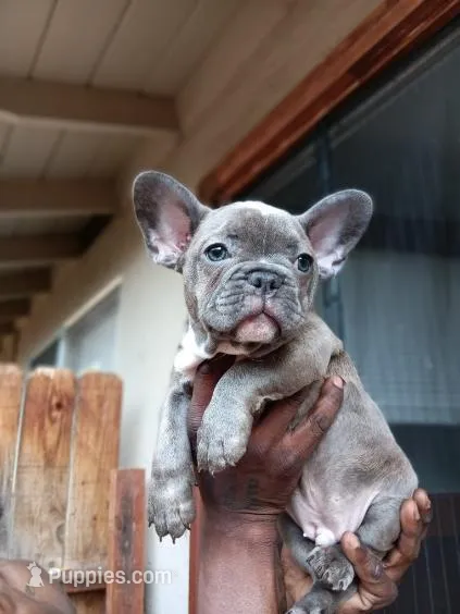 Grey  – French Bulldog puppy for sale in Oakley, CA