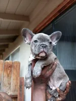 Grey , a male French Bulldog for sale in Oakley, CA – Photo 1 of 3