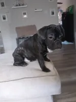Calico , a male French Bulldog for sale in Danville, CA – 2 of 3