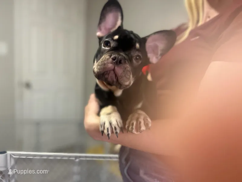 Roc  – French Bulldog puppy for sale in Brentwood, CA