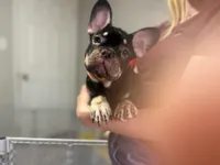 Roc , a male French Bulldog for sale in Danville, CA – Photo 3 of 5