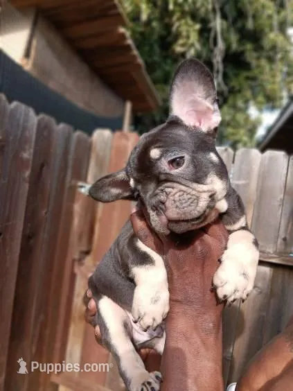 Roc  – French Bulldog puppy for sale in Oakley, CA