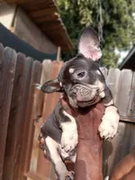 Roc , a male French Bulldog for sale in Oakley, CA – Photo 1 of 2