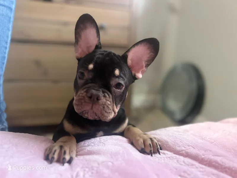 Roc  – French Bulldog puppy for sale in Brentwood, CA
