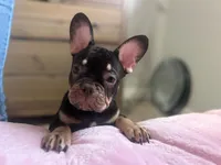 Roc , a male French Bulldog for sale in Danville, CA – Photo 2 of 5