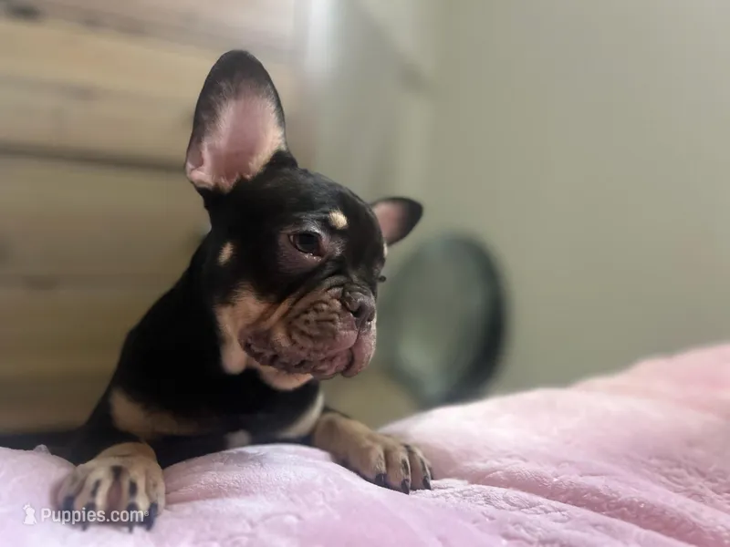 Roc  – French Bulldog puppy for sale in Danville, CA