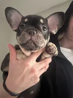 Roc , a male French Bulldog for sale in Oakley, CA – Photo 2 of 2