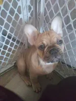 Mocha , a male French Bulldog for sale in Salt Lake City, UT – Photo 1 of 4