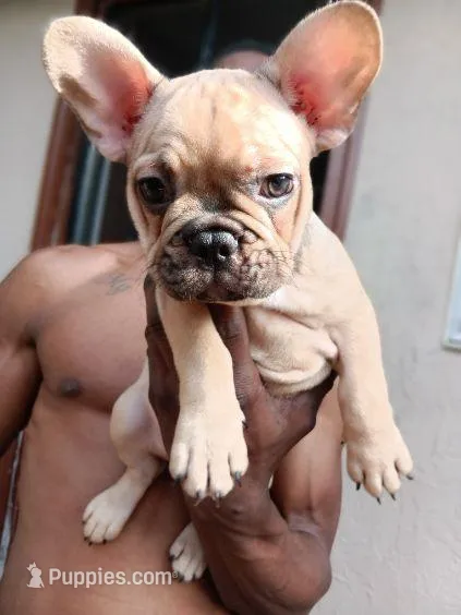 Mocha  – French Bulldog puppy for sale in Oakley, CA