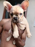 Mocha , a male French Bulldog for sale in Oakley, CA – Photo 1 of 4