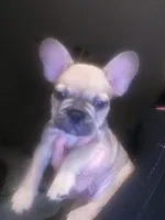 Mocha , a male French Bulldog for sale in Oakley, CA – Photo 4 of 4