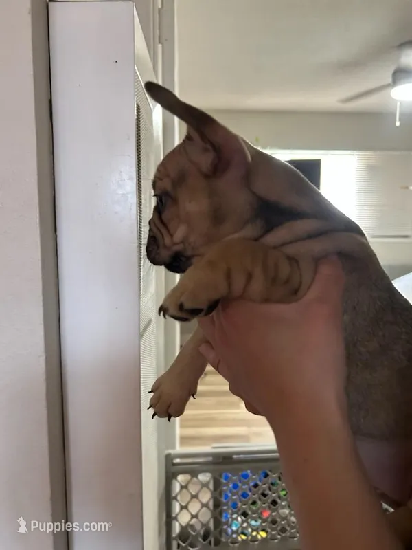 Mocha  – French Bulldog puppy for sale in Brentwood, CA