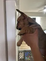 Mocha , a male French Bulldog for sale in Oakley, CA – Photo 2 of 4