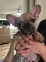 Mocha , a male French Bulldog for sale in Oakley, CA – Photo 3 of 4