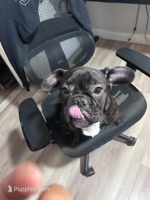 Calico  – French Bulldog puppy for sale in Brentwood, CA
