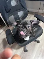 Calico , a male French Bulldog for sale in Brentwood, CA – 1 of 5