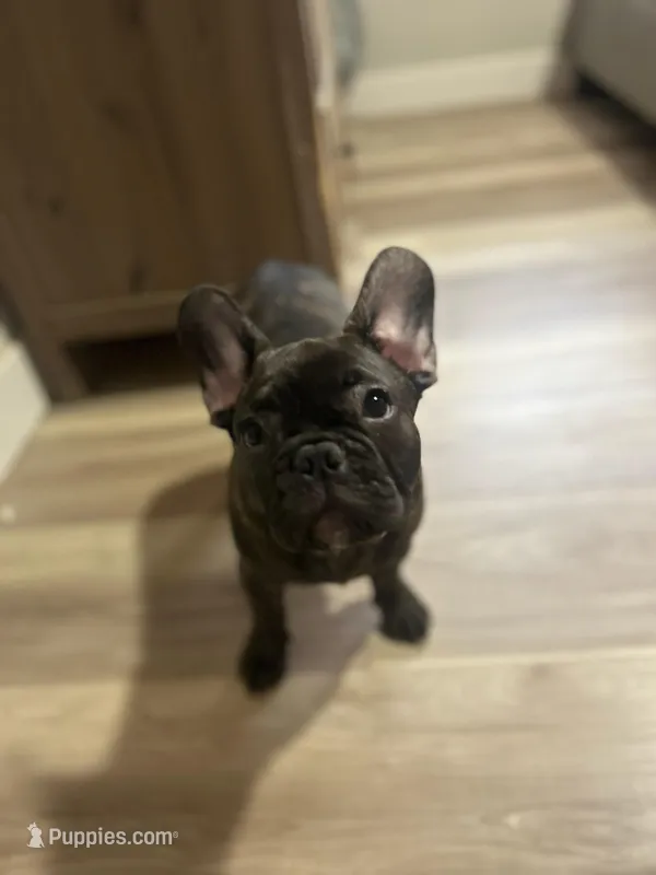 Baby lilo  – French Bulldog puppy for sale in Brentwood, CA