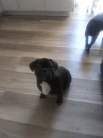 Calico , a male French Bulldog for sale in Danville, CA – 3 of 3