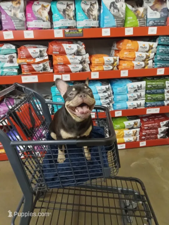Roc  – French Bulldog puppy for sale in Brentwood, CA