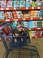 Roc , a male French Bulldog for sale in Brentwood, CA – 1 of 6
