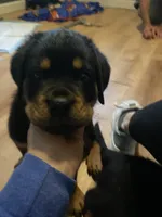 Bowie, a male Rottweiler for sale in Columbia Station, OH – 2 of 5
