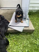 Bowie, a male Rottweiler for sale in Columbia Station, OH – 4 of 5