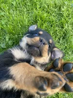 Bowie, a male Rottweiler for sale in Columbia Station, OH – 3 of 5