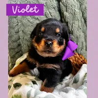 Violet, a female Rottweiler for sale in Columbia Station, OH – 3 of 3