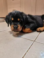 Bowie, a male Rottweiler for sale in Columbia Station, OH – 1 of 5