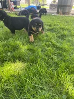 Bowie, a male Rottweiler for sale in Columbia Station, OH – 5 of 5