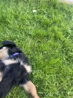 Violet, a female Rottweiler for sale in Columbia Station, OH – 2 of 3