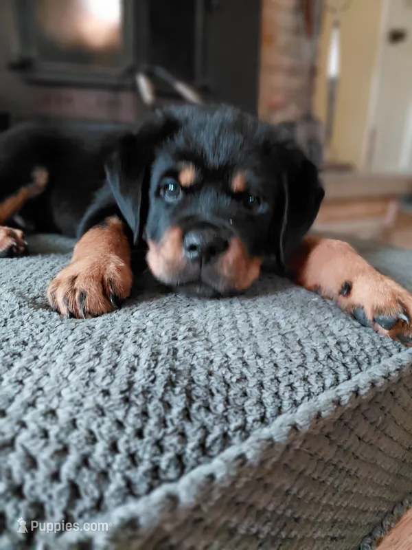 Violet – Rottweiler puppy for sale in Columbia Station, OH