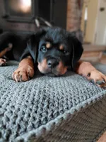 Violet, a female Rottweiler for sale in Columbia Station, OH – 1 of 3