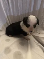 Aspen, a male Miniature Australian Shepherd for sale in Rensselaer, IN – 2 of 2