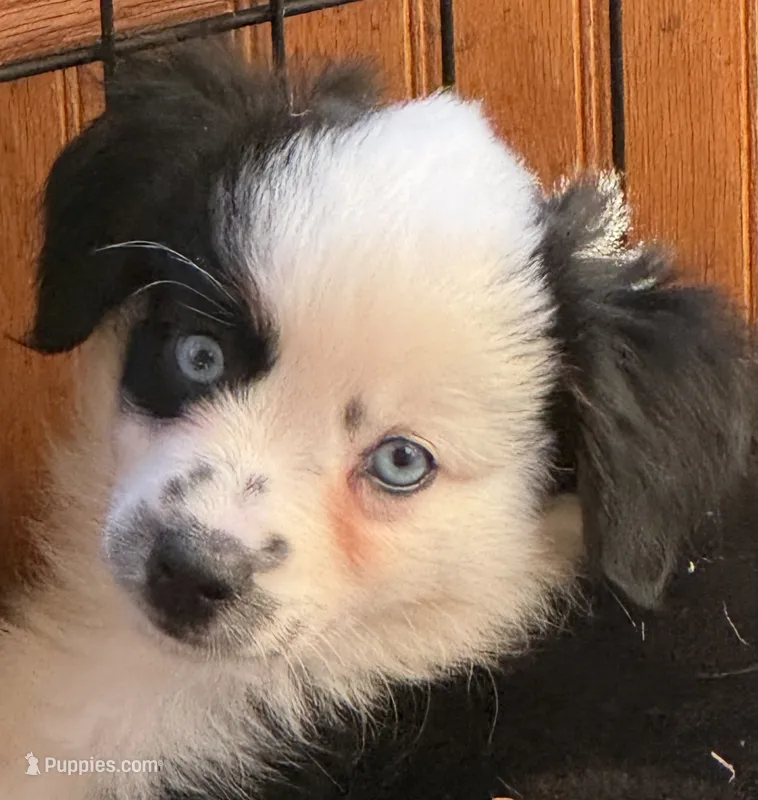 Willow – Miniature Australian Shepherd puppy for sale in Rensselaer, IN