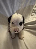Cotton, a male Miniature Australian Shepherd for sale in Rensselaer, IN – 1 of 2