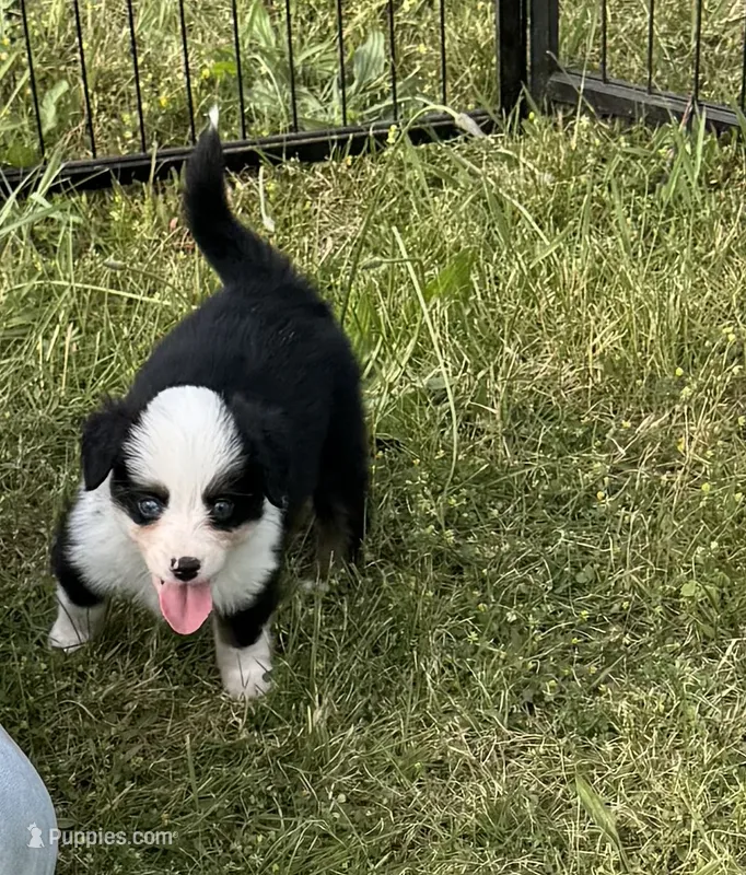 Aspen – Miniature Australian Shepherd puppy for sale in Rensselaer, IN
