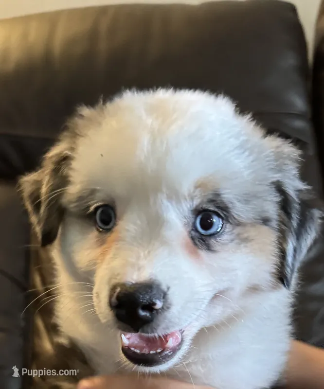 Ivy – Miniature Australian Shepherd puppy for sale in Rensselaer, IN