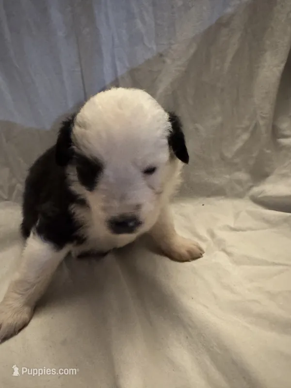 Willow – Miniature Australian Shepherd puppy for sale in Rensselaer, IN