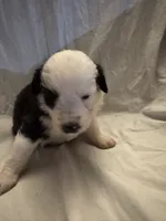 Willow, a female Miniature Australian Shepherd for sale in Rensselaer, IN – 1 of 2