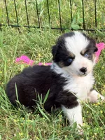 Dandy, a male Miniature Australian Shepherd for sale in Rensselaer, IN – 1 of 2