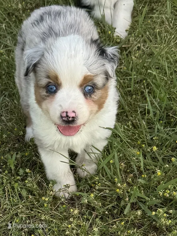 Jasper  – Miniature Australian Shepherd puppy for sale in Rensselaer, IN