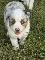 Jasper , a male Miniature Australian Shepherd for sale in Rensselaer, IN – 1 of 2