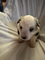 Ivy, a female Miniature Australian Shepherd for sale in Rensselaer, IN – 2 of 2