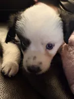 Willow, a female Miniature Australian Shepherd for sale in Rensselaer, IN – 2 of 2