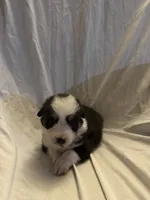 Dandy, a male Miniature Australian Shepherd for sale in Rensselaer, IN – 2 of 2