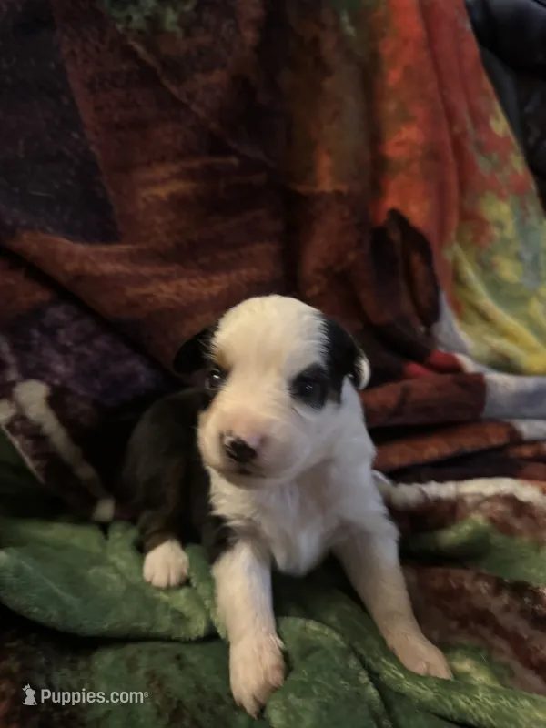 Clover – Miniature Australian Shepherd puppy for sale in Rensselaer, IN